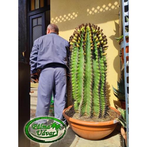 Ferocactus Horridus kaktusz var. 2