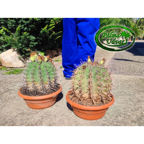 Ferocactus Horridus kaktusz var. 1