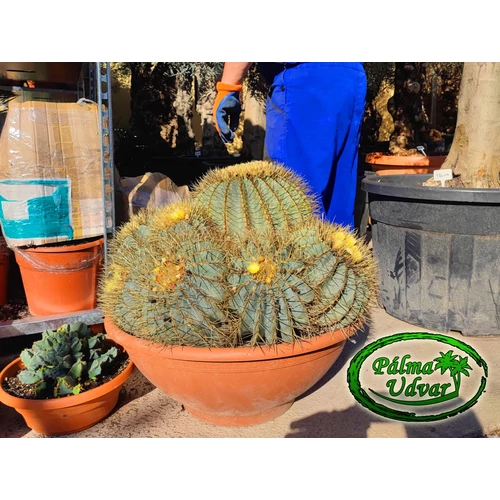 Ferocactus Glaucescens 65cm  Ø  kaktusz
