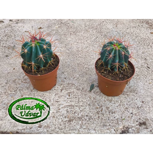 Ferocactus stainesii var. pilosus 10 cm Ø kaktusz