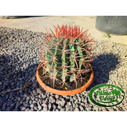 Ferocactus stainesii var. pilosus 30 cm Ø kaktusz
