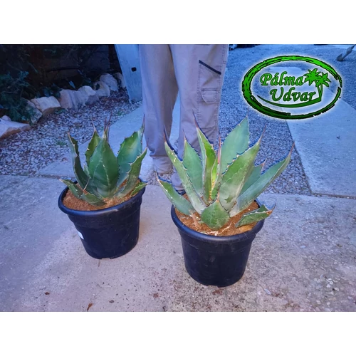 Agave Ferox