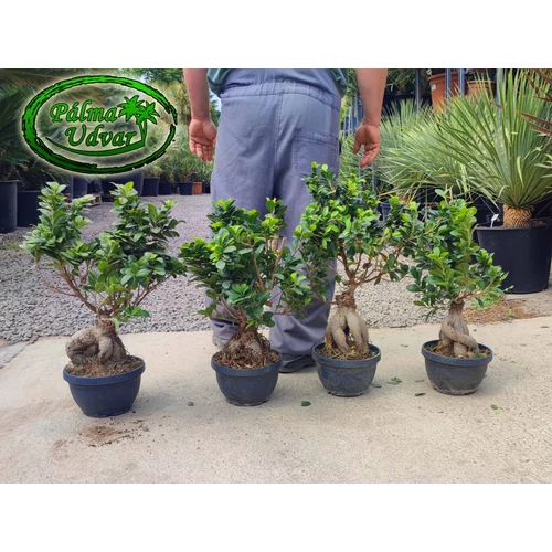 Ficus Ginseng bonsai 60cm