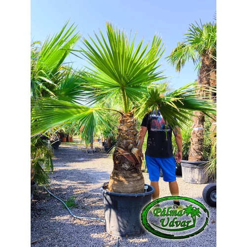 Washingtonia Filibusta 110cm törzs