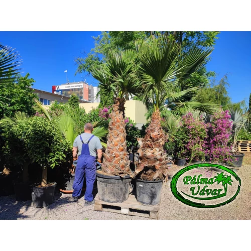 Washingtonia Filibusta 150cm törzs