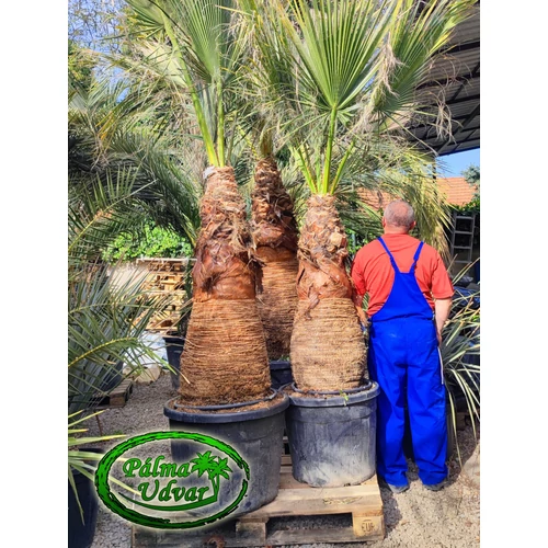 Washingtonia Filifera 100cm törzs