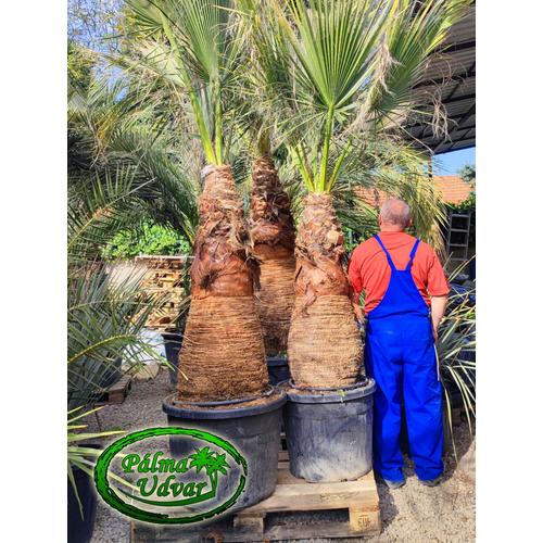 Washingtonia Filifera 100cm törzs
