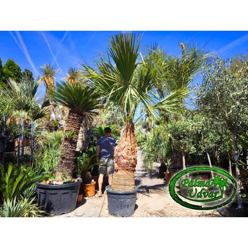 Washingtonia Filifera 120-130cm törzs