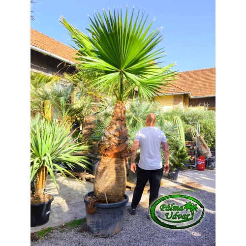 Washingtonia Filifera 140-150cm törzs