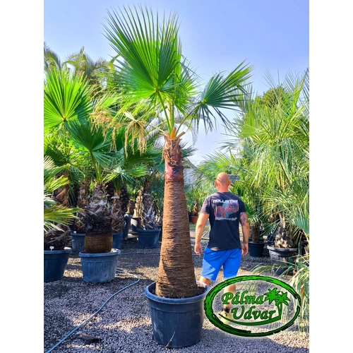 Washingtonia Filifera 160cm -170cm törzs