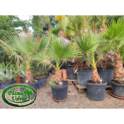 Washingtonia Filifera 30-40cm törzs