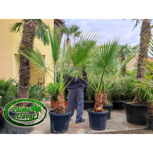 Washingtonia Filifera 40-50cm törzs