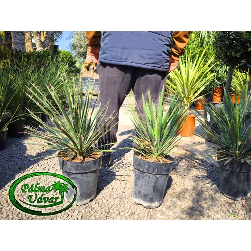 Yucca Filifera 7L 