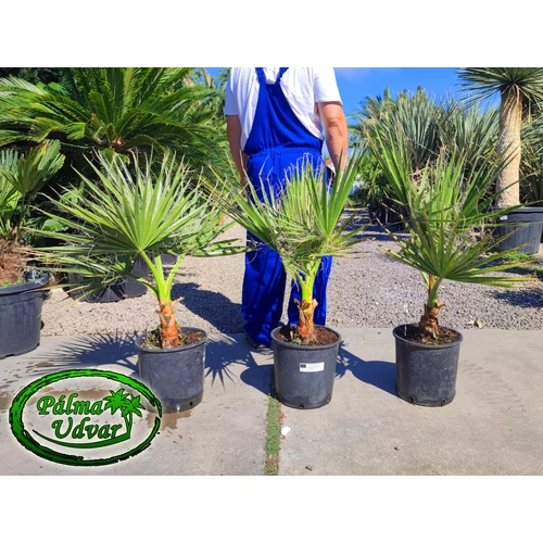 Washingtonia Filifera 80-100cm magasság