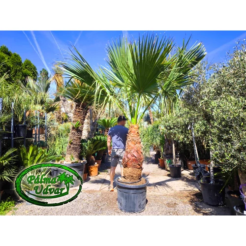 Washingtonia Filifera 80-90cm törzs