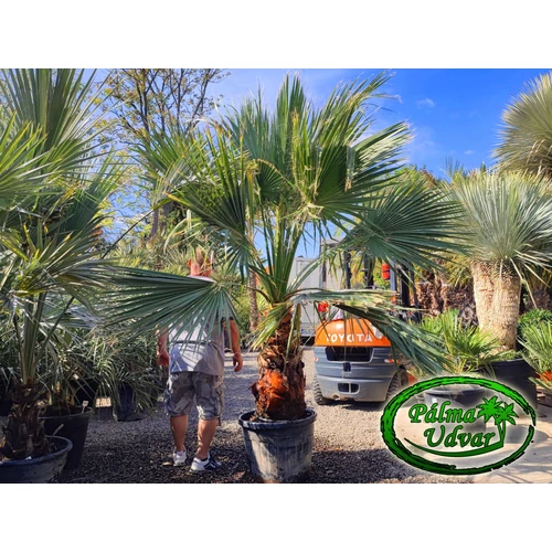 Washingtonia Filifera 70-80cm törzs