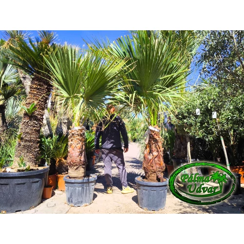Washingtonia Filifera 90-100cm törzs