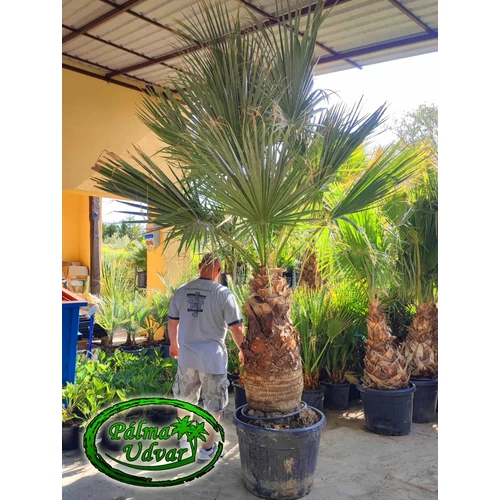 Washingtonia Filifera 90cm törzs