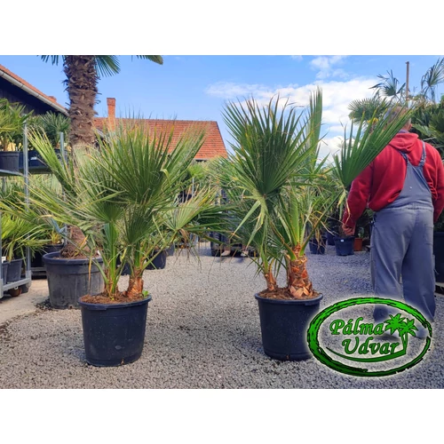 Washingtonia Filifera  csoport