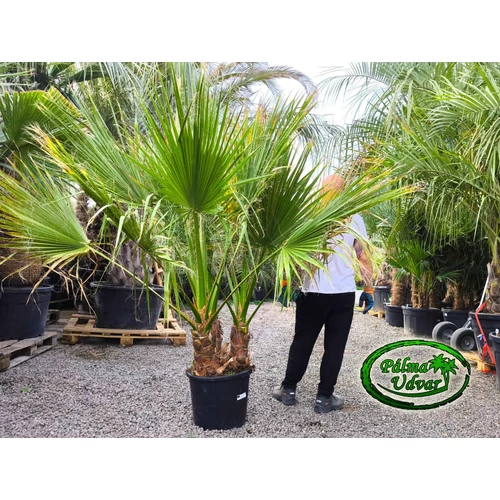 Washingtonia Filifera csoport 45L