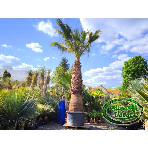 Washingtonia Filifera 300cm törzs