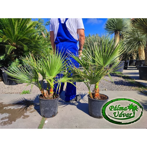 Washingtonia Filifera 80-100cm magasság MULTI
