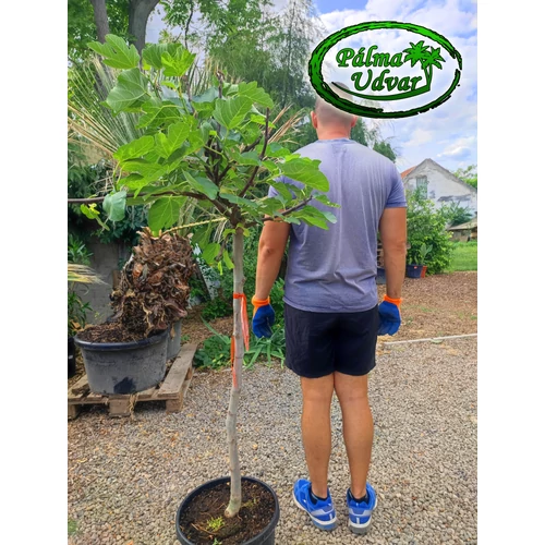 Édes törzses füge - Ficus carica 