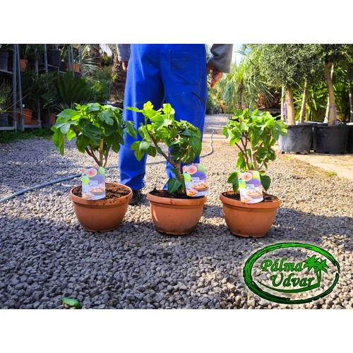 Édes törzses füge - Ficus carica 50-60cm teljes magásság