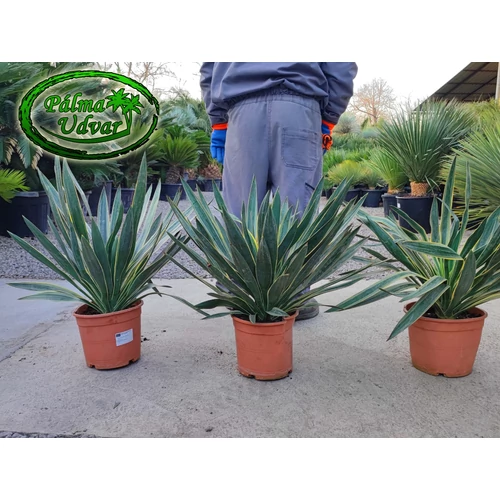 Yucca Gloriosa Variegata - Tarkalevelű Pompás Pálmaliliom 5L