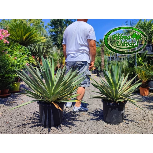 Yucca Gloriosa Variegata - Tarkalevelű Pompás Pálmaliliom