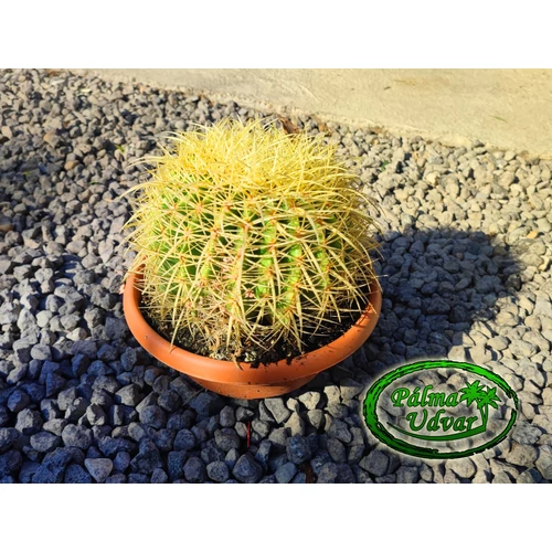 Echinocactus Grusonii - Óriás Sünkaktusz 20cmø