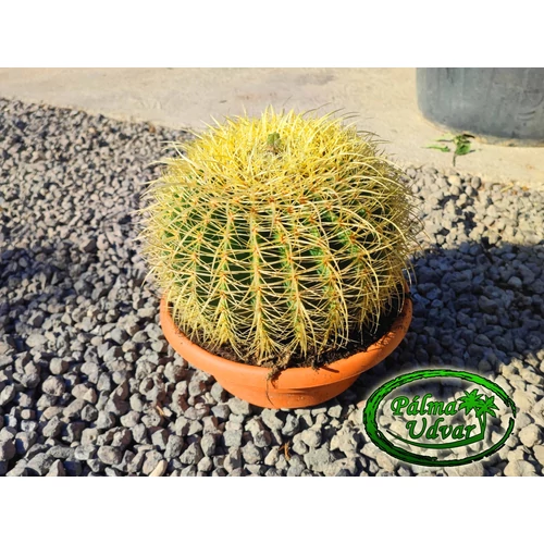 Echinocactus Grusonii - Óriás Sünkaktusz 25cmø