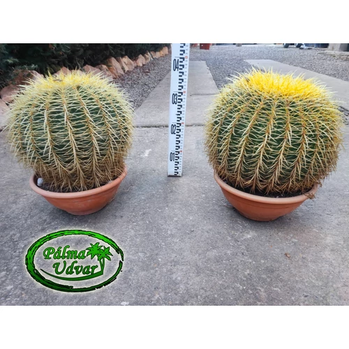 Echinocactus Grusonii - Óriás Sünkaktusz 30-40cmø