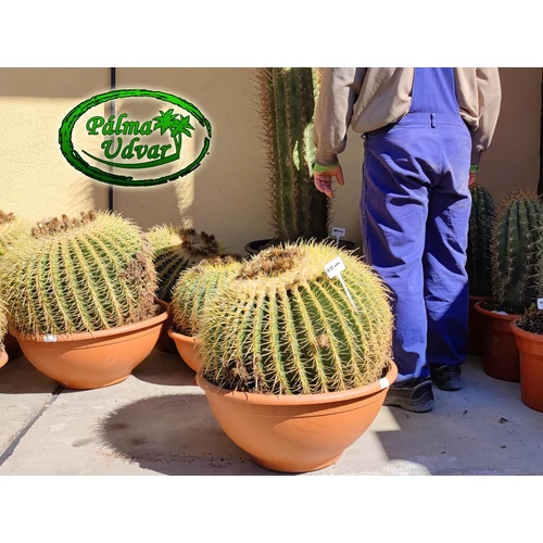 Echinocactus Grusonii - Óriás Sünkaktusz 50-60cmø