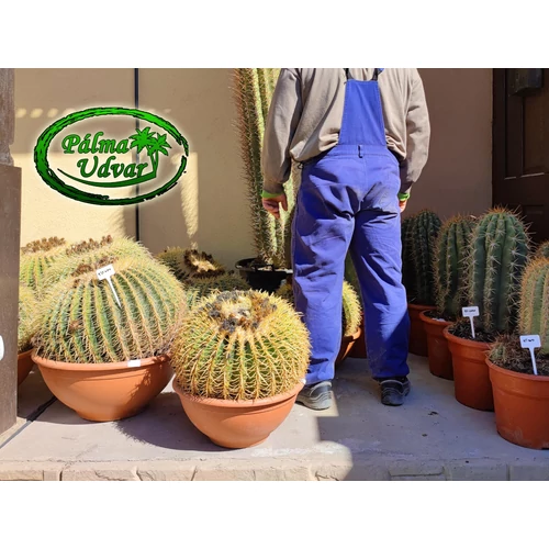 Echinocactus Grusonii - Óriás Sünkaktusz 40-50cmø