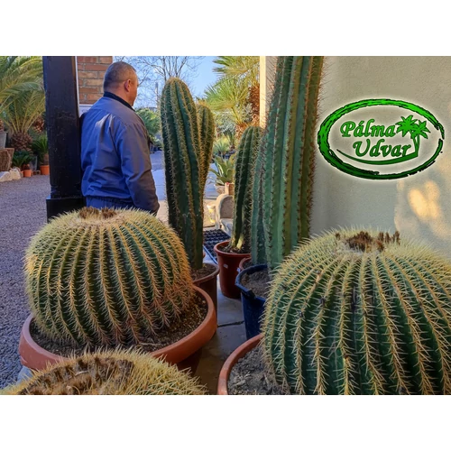 Echinocactus Grusonii - Óriás Sünkaktusz 90cmø