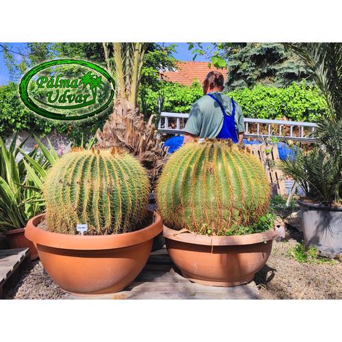 Echinocactus Grusonii - Óriás Sünkaktusz Extra