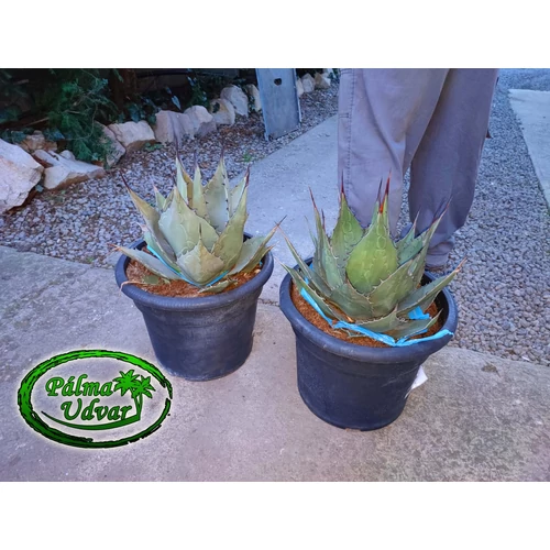Agave Havardiana