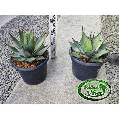 Agave Havardiana