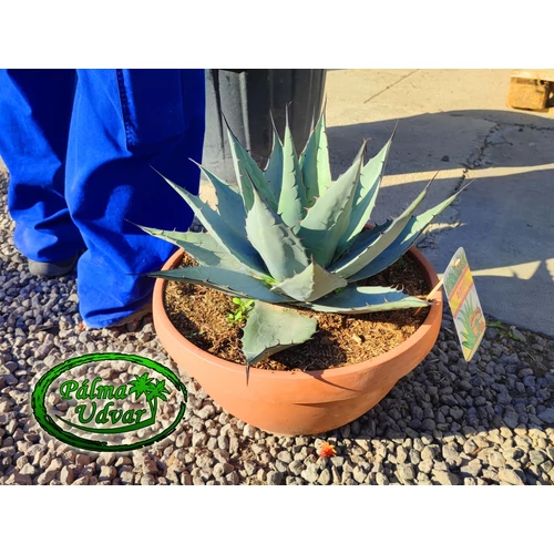 Agave Havardiana 40cm Ø