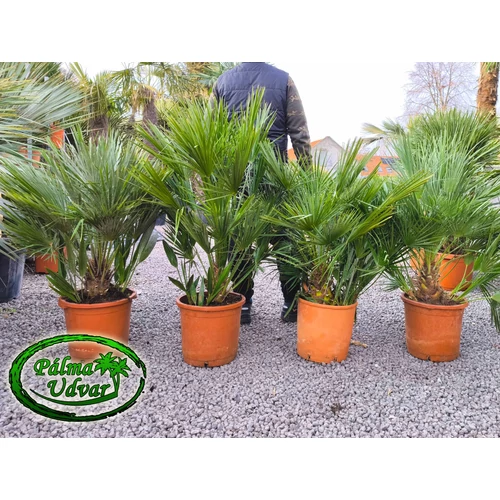 Chamaerops Humilis csoport Közepes teljes magasság 90-100cm