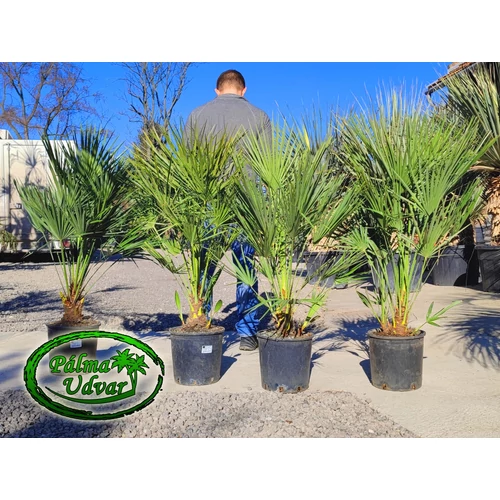 Chamaerops Humilis 15L