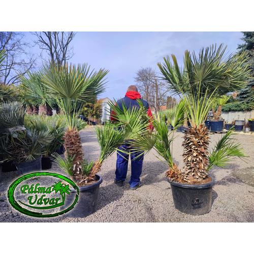 Chamaerops Humilis 70 liter