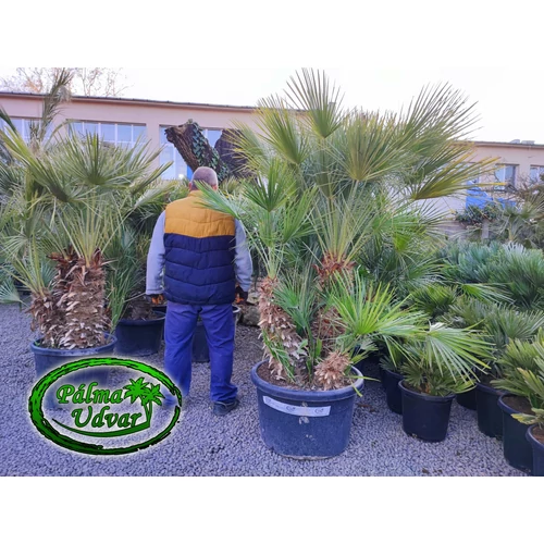 Chamaerops Humilis 90 liter