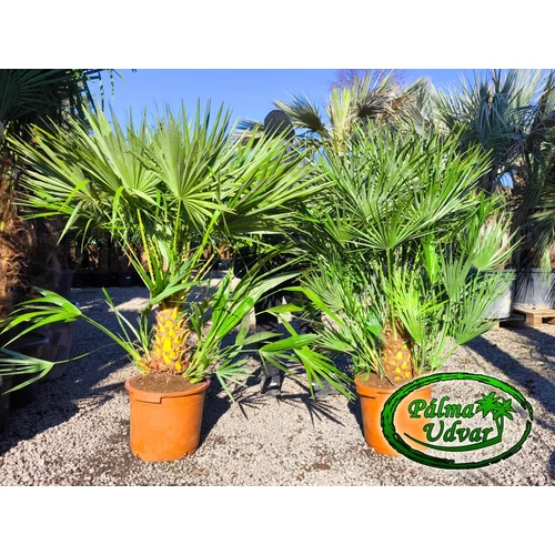 Chamaerops Humilis 130-170 cm teljes magasság