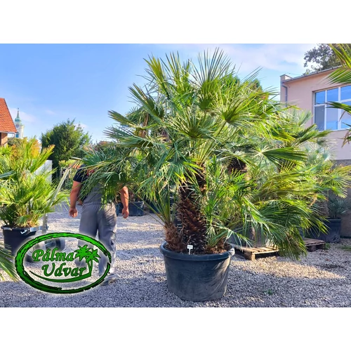 Chamaerops Humilis 