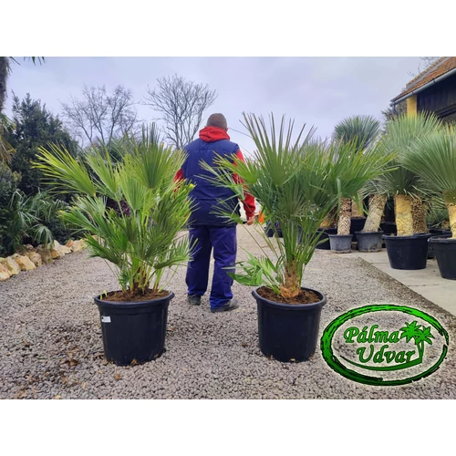 Chamaerops Humilis 35L