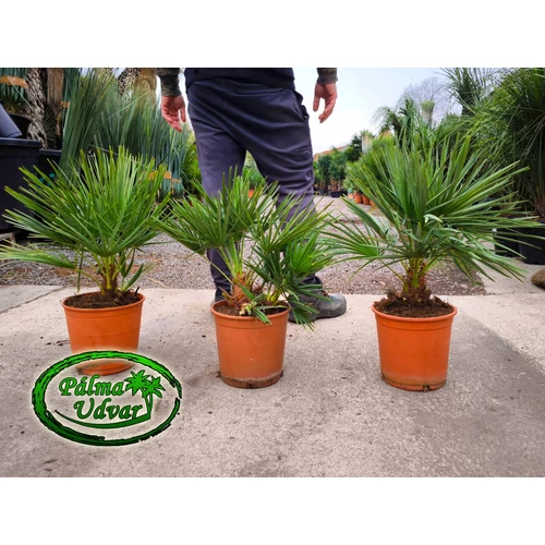 Chamaerops Humilis 60-70cm teljes magasság