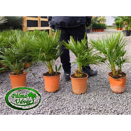 Chamaerops Humilis 60-70cm teljes magasság