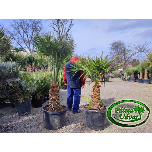 Chamaerops Humilis 70 liter